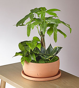 Money Tree Garden - FedEx