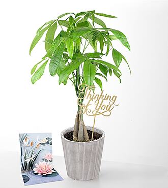 Thinking of you Money Tree - Money Tree with Pick and Card - FedEx - P2243CP