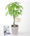 Image of Standard version for Thinking of you Money Tree - Money Tree with Pick and Card - FedEx