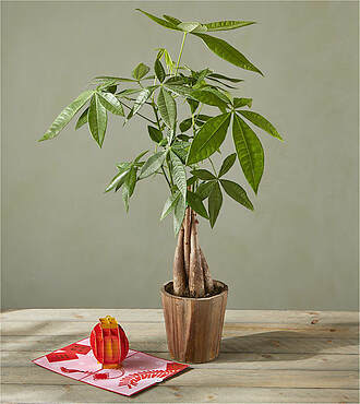Lucky Day Money Tree and Lunar New Year Lovepop Pop - Up Card - FedEx