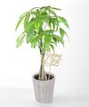 Image of Standard version for Thinking of you Money Tree - Money Tree with Pick - FedEx