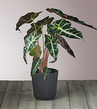 Elephant Ear Alocasia - FedEx
