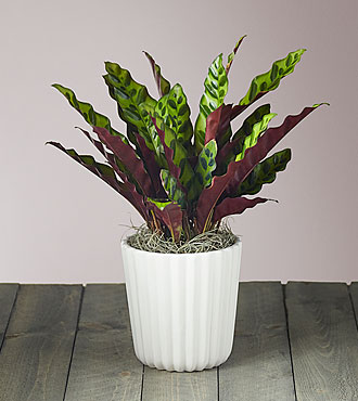 Velveteen Calathea Wavestar - FedEx