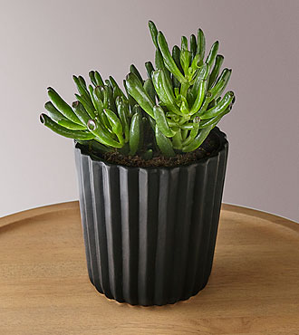 Crassula Jade Succulent - FedEx