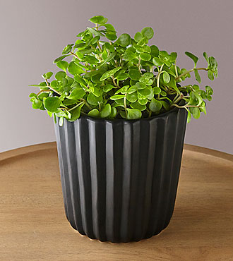 Emerald Sedum Succulent - FedEx