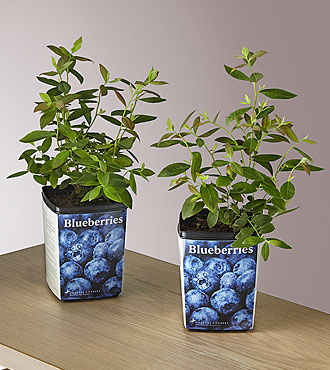 Blueberry Garden Kit - FedEx