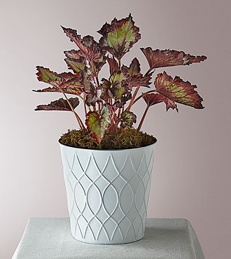 Painted Leaf Begonia - FedEx