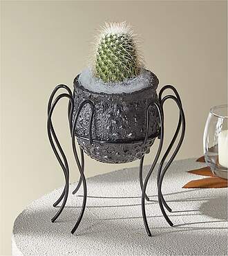 Spooky Cauldron Cactus - FedEx