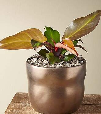 Red King Philodendron - FedEx