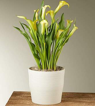Yellow Calla Lily Plant - FedEx