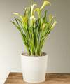 Image of Standard version for Yellow Calla Lily Plant - FedEx
