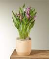 Image of Standard version for Purple Calla Lily Plant - FedEx