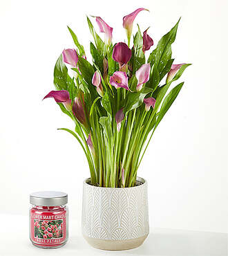 Loving Bloom Purple Calla Lily Plant with Candle - FedEx