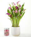 Image of Standard version for Loving Bloom Purple Calla Lily Plant with Candle - FedEx