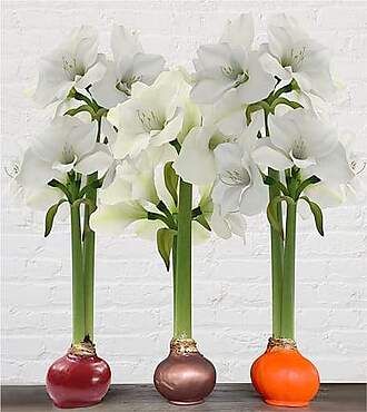 Fall Waxed Amaryllis Bulb Trio - FedEx