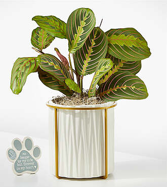 Peaceful Prayer Plant with Pet Memorial Plaque - FedEx