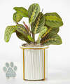 Image of Standard version for Peaceful Prayer Plant with Pet Memorial Plaque - FedEx