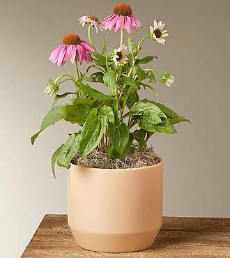 Savor the Sun Purple Coneflower Plant - FedEx