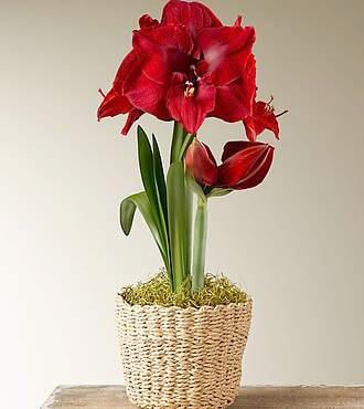 Miracle Amaryllis Bulb Garden - FedEx