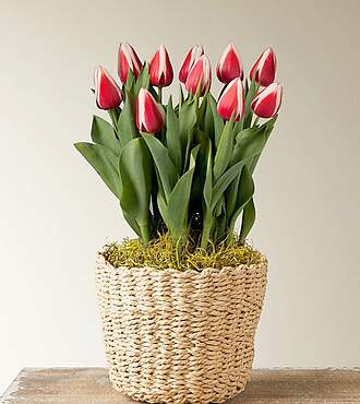 Holiday Tulip Bulb Garden - FedEx