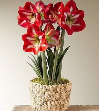 Christmas Amaryllis Bulb Garden - FedEx