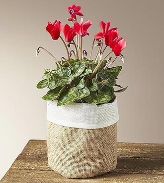 Red Cyclamen Plant - FedEx