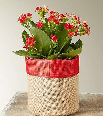 Holiday Red Kalanchoe Succulent - FedEx