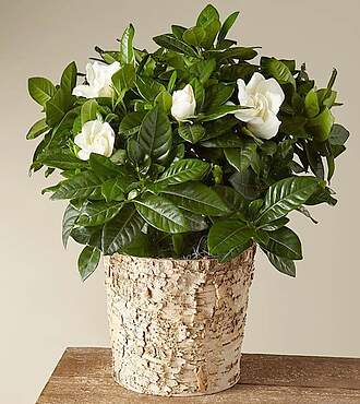 Holiday White Gardenia Plant - FedEx