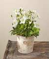 Image of Standard version for Snowflake Hellebore - FedEx