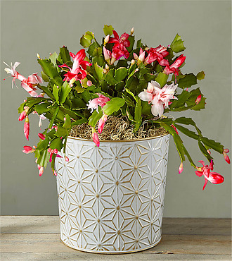 Red and White Christmas Cactus - FedEx