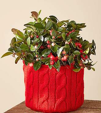 Holiday Wintergreen - FedEx
