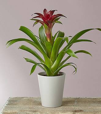 Red Bromeliad Guzmania - FedEx