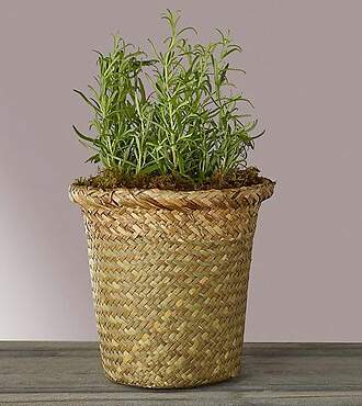 Chef's Delight Rosemary Shrub - FedEx