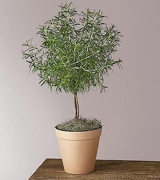 Rosemary Topiary - FedEx