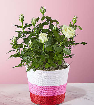 White Mini Rose in Shades of Twine - FedEx