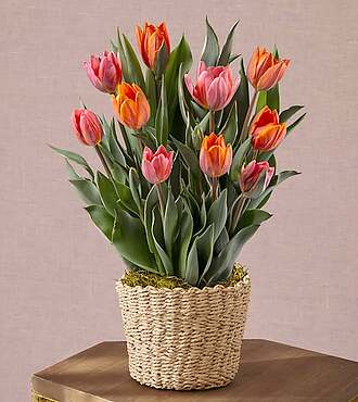 Kiss Me Tulip Bulb Garden - FedEx