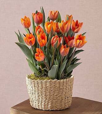 Special Moments Tulip Bulb Garden - FedEx