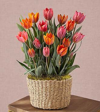 Blooming in Love Tulip Bulb Garden - FedEx