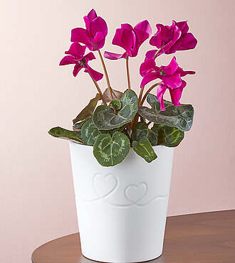 Be Mine Cyclamen Plant - FedEx
