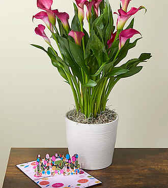 Pink Calla Lily Plant and Lovepop Pop - Up Card - FedEx