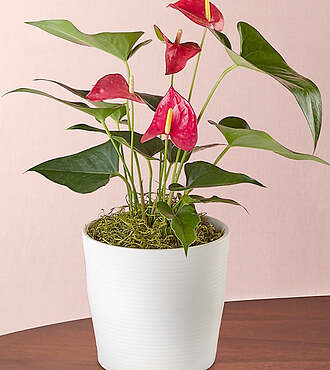 Sweetness Anthurium Plant - FedEx