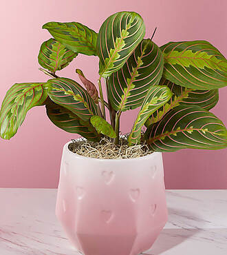 Love Grows Here Red Prayer Plant - FedEx