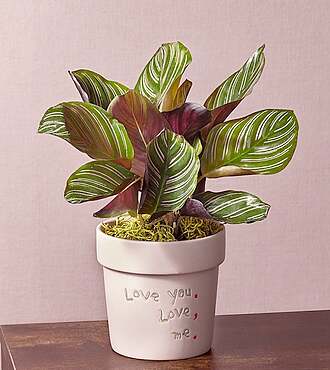 Sweet Nothings Calathea Plant - FedEx