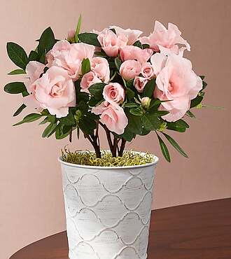 Blushing Beauty Rosalea Plant - FedEx