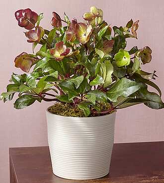 My Dearest Hellebore Plant - FedEx