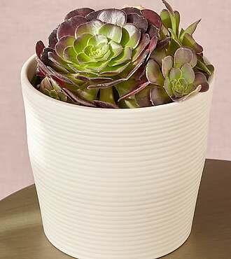 Blushing Beauty Succulent Garden - FedEx