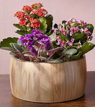 Colorful Kalanchoe Garden - FedEx