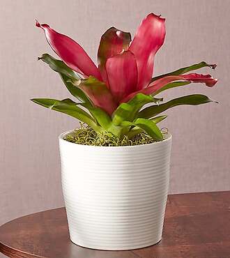 Flirting Bromeliad Plant - FedEx