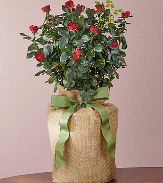 Petite Knockout Rose Plant - FedEx