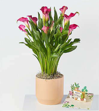 Bold Pink Calla Lily Plant and Happy Birthday Lovepop Pop - Up Card - FedEx